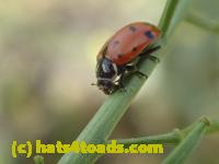 /home//u458753944/public_html/sourcegallery//////////////Insects and small critters/beetles (Coleoptera)/P4240112.JPG